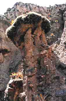 Tillandsia heteromorpha, Peru