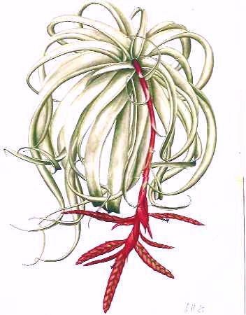 Tillandsia latifolia var. leucophylla