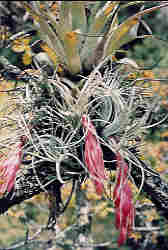 Tillandsia macdougallii, Oaxaca