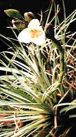 Vriesea plurifolia